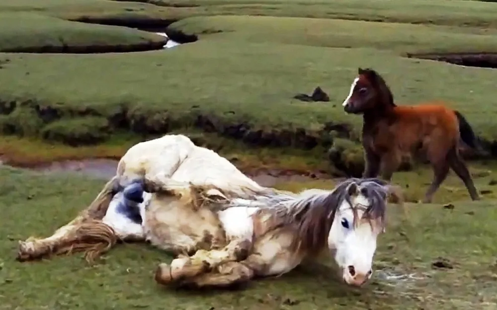 The Baby Horse Refuses To Leave His Injured Mother's Side