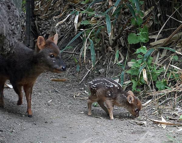 The Pudu Is The Smallest And Prettiest Deer In The World