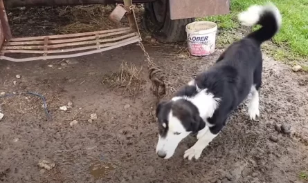 This Dog Was Not Good At Herding, So His Owner Chained Him Here