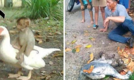 Thousands of citizens are heartbroken after a duck, and a monkey exhibits their faithfulness to the death
