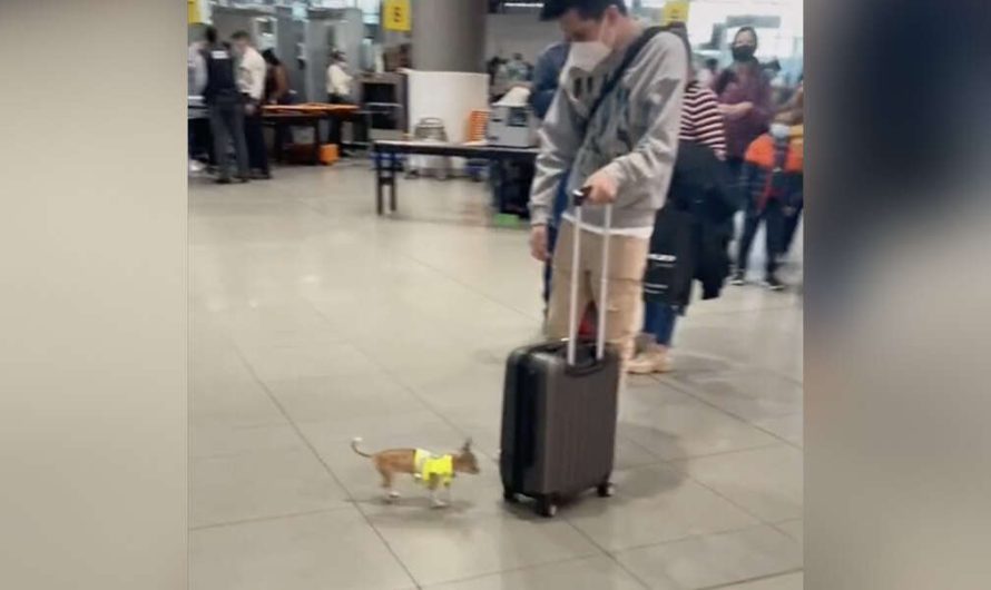 Tiny Drug Detection Dog Is Doing His Job The Best He Can