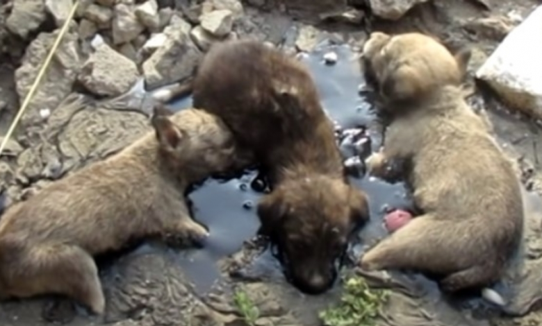 Traumatized Puppies Stuck In Tar Let Out Heartbreaking Screams For Help