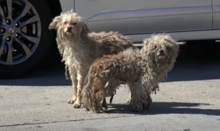 Two Homeless Dogs Only Had Each Other Out Here On The Mean Streets
