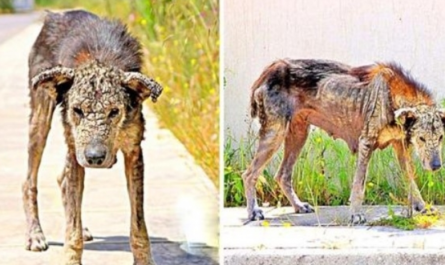 Unloved Dog's Body Transforms Hard Like Rock, She Loses All Flexibility and Waits To Die