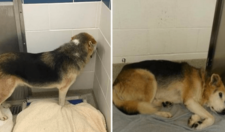 Unwanted Elderly Dog Who Put His Face In The Edge Of Kennel Finds Desire Home