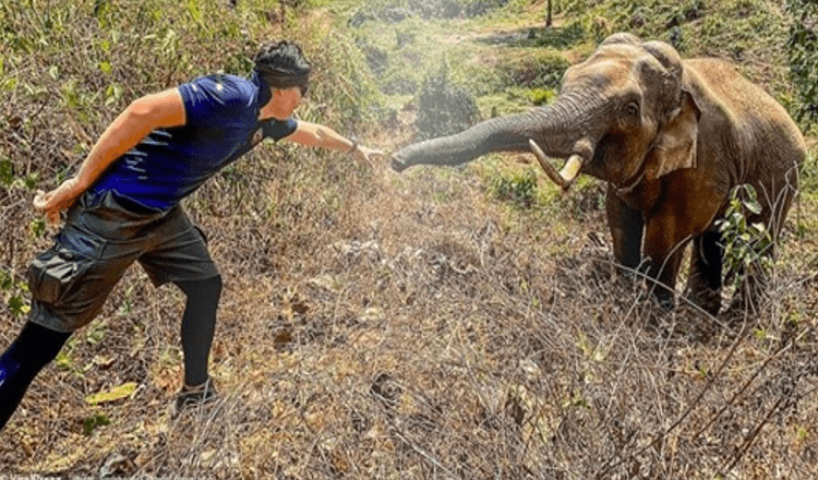 Wild Elephant Recognizes Vet Who Rescued His Life 12 Years Ago
