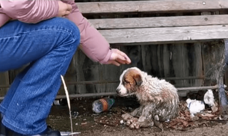 Woman Held Back Sobs As She Connected To Puppy Caked In Mud and Waste
