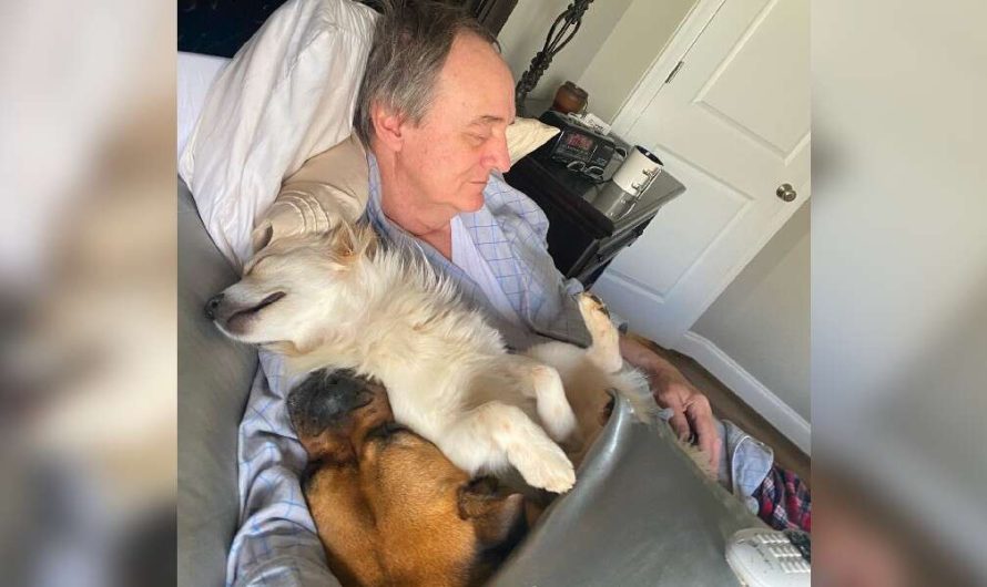 Woman Walks In On Her Father Napping With All The Neighbor Dogs