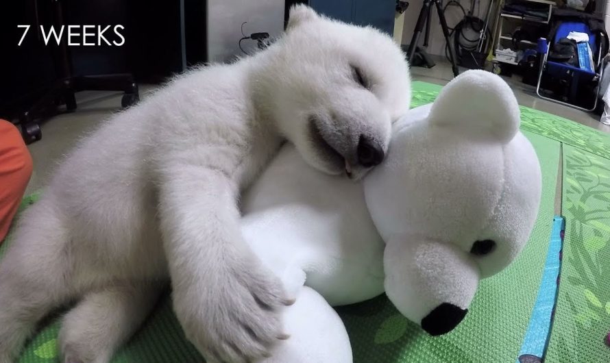 Abandoned Baby Polar Bear Sleeping With A Stuffed Animal Makes Adorable Sounds