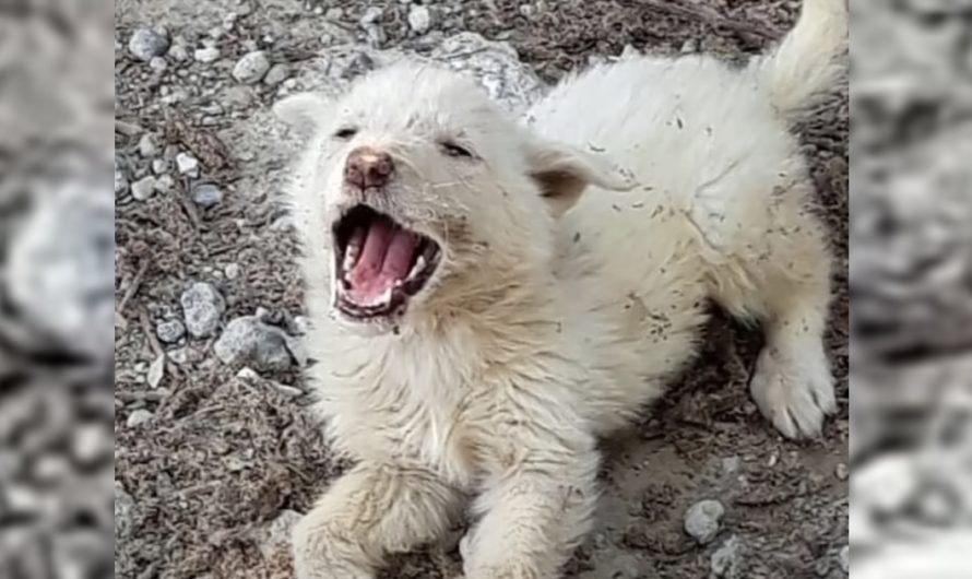 He Could not Deal With Another Car Leaving Him Behind, So The Pup Cried Out