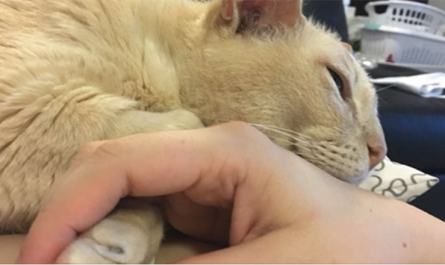 13 year Old Shelter Cat Gets Adopted, Can't Fall Asleep Unless His Human Holds His Paw