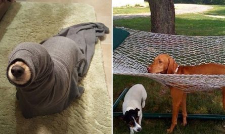 23 Pictures of Naughty Dogs Stuck in Odd Places and Needs help