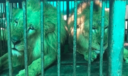 33 Circus Lions Return Home To Africa After A Life Time Of Suffering