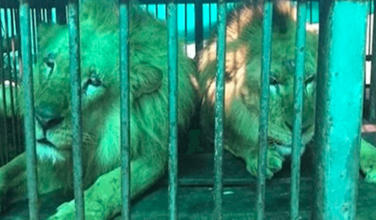 33 Circus Lions Return Home To Africa After A Life Time Of Suffering