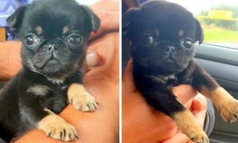 5 Week Old Puppy Found Abandoned In A Plastic Bag - Crying And Covered In Worms