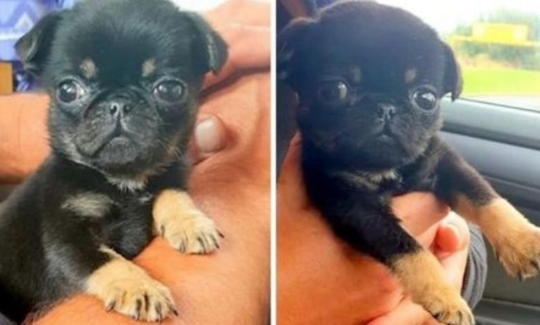 5 Week Old Puppy Found Abandoned In A Plastic Bag – Crying And Covered In Worms