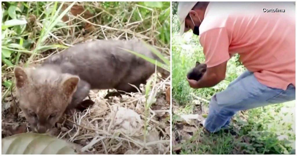 Nature And Wildlife Tv | Farmer Rescues ‘Stray Kitten’ But It Was Not Really A Kitten