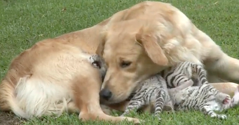 A Mother Abandoned Her Children, But A Golden Retriever Stepped In To Help