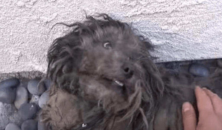 Abandoned Dog With Broken Spirit Healed After Rescuer's Kind Touch