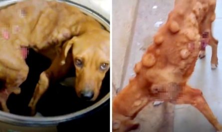 Abandoned Dog's Unbelievably Grueling Battle With Cancer Brings Tears To Our Eyes