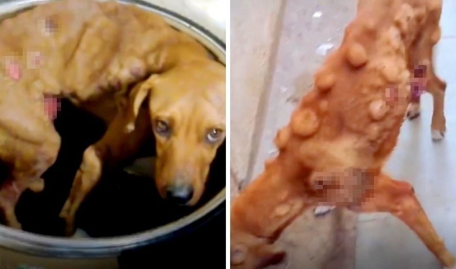 Abandoned Dog’s Unbelievably Grueling Battle With Cancer Brings Tears To Our Eyes