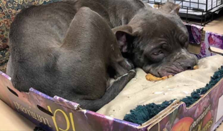 Abandoned Puppy Rejected To Leave The Plum Box They Found Him In