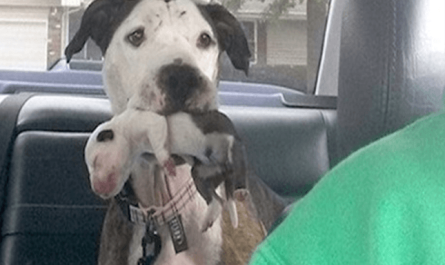 Abused Pit Bull Thrown from Moving Car Saved Just in Time