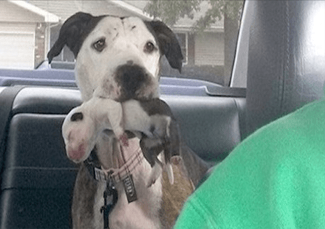 Abused Pit Bull Thrown from Moving Car Saved Just in Time