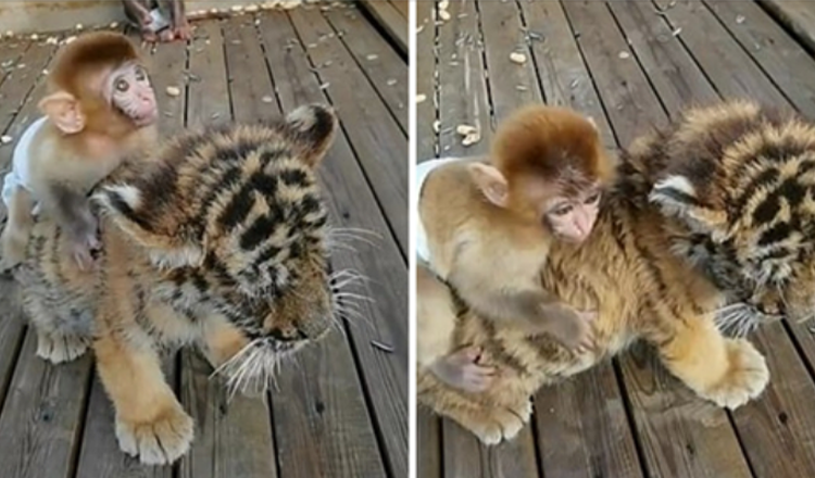 Adorable Time Baby Monkey Plays With His Tiger Cub Best Friend
