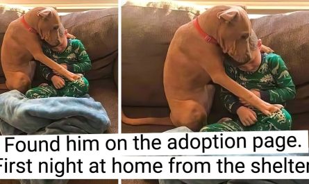 Adorable times of pet moms and dads and their children