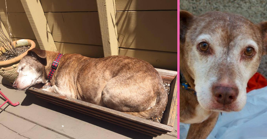 After 11 Years On The Street, Deaf Dog Wakes Up And He Recognizes This