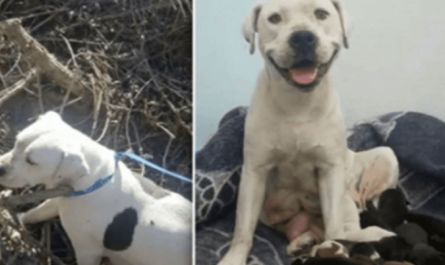 Animal Sanctuary Writes Emotional Letter to Owner Who Dumped Pregnant Dog
