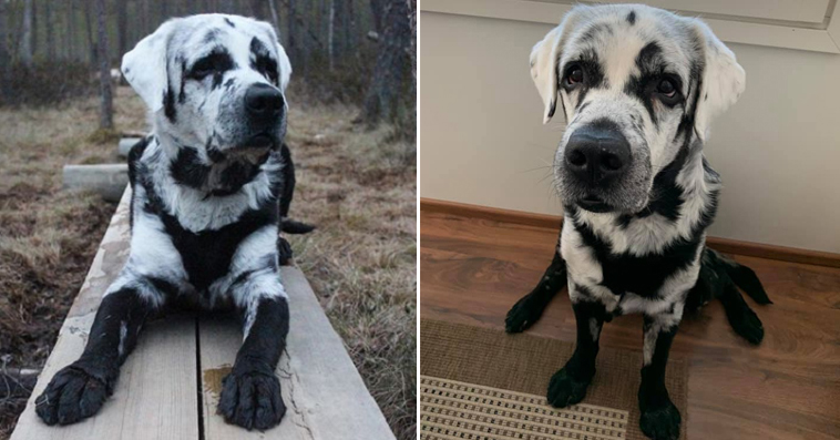 Black Lab with Vitiligo is Stealing Hearts on the Internet