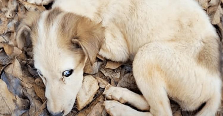 Blue Eyed Pup Depleted Of Life Had No Power Left To Stay Up Or Move
