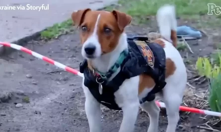 Bomb Sniffing Jack Russell Terrier Called Patron Hailed as a Hero for Rescuing Lives in Ukraine