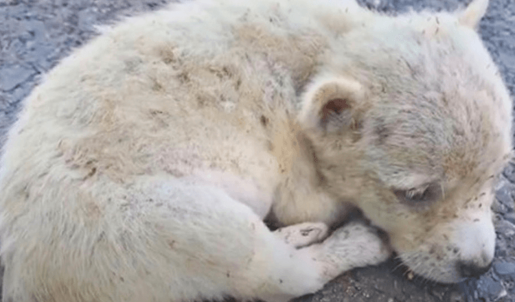 Broken-Hearted Puppy Eaten By Fleas Curled Up On Road, Too Weak To Keep Going