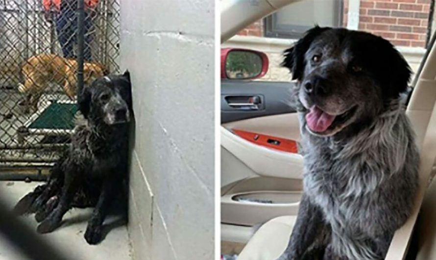 Broken dog can’t quit smiling when he realizes he’s finally safe