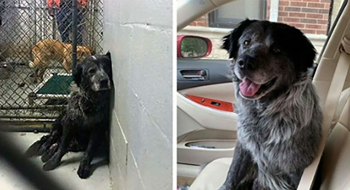 Broken dog can't quit smiling when he realizes he's finally safe