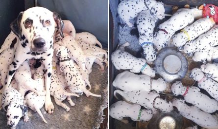 Dalmatian Expected to Have 3 Puppies, Remarkably She Gave Birth to Eighteen Babies