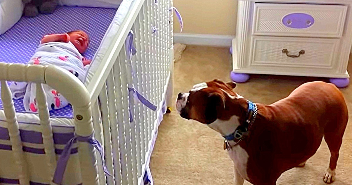Dog Cries Her Heart Out When She Listens To Newborn Baby Crying For The First Time