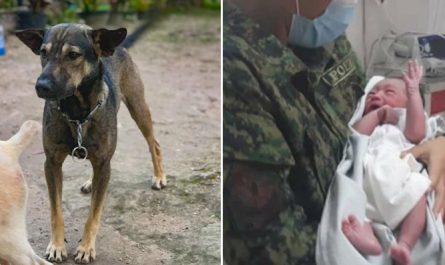 Dog Hero Led Human to an Abandoned Baby and Saved His Life
