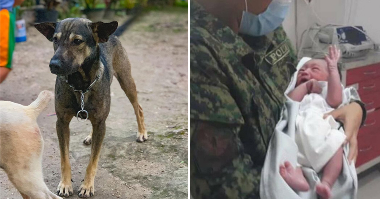 Dog Hero Led Human to an Abandoned Baby and Saved His Life