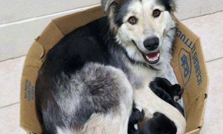 Dog Mother And Her 9 Puppies Found Abandoned And Sealed In A Box So They Couldn't Escape