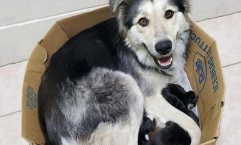 Dog Mother And Her 9 Puppies Found Abandoned And Sealed In A Box So They Couldn’t Escape