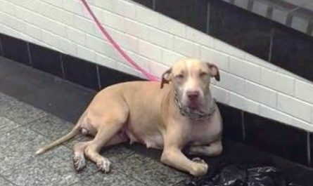 Dog Tied And Dumped In Subway Looks At Commuters Wishing Someone Will Help Her