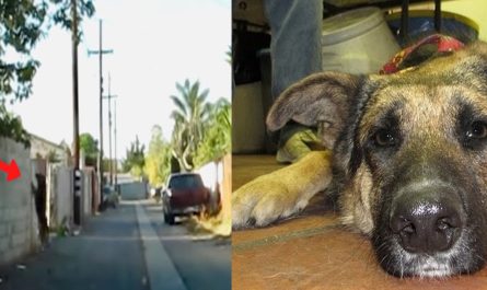 Dog Waits In An Alley In Order To Be Gone Back To Yard After Being Evicted By Her Family