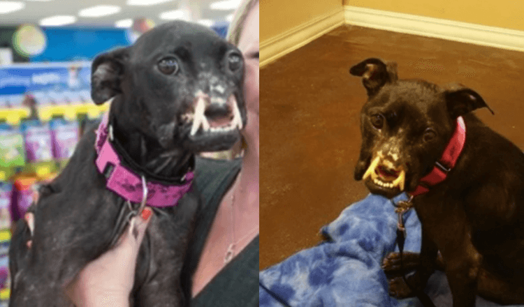 Dog found with a disfigured face is now getting the life he deserves