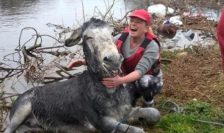 Donkey Smiles From Ear To Ear After Being Rescued