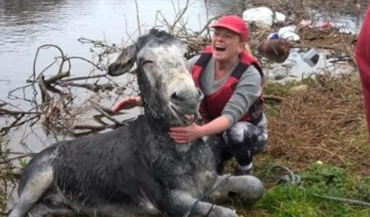 Donkey Smiles From Ear To Ear After Being Rescued