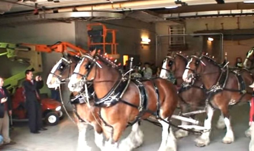 During World Wish Day, A Little Boy Gets His Wish Of Riding The Famous Budweiser Clydesdales